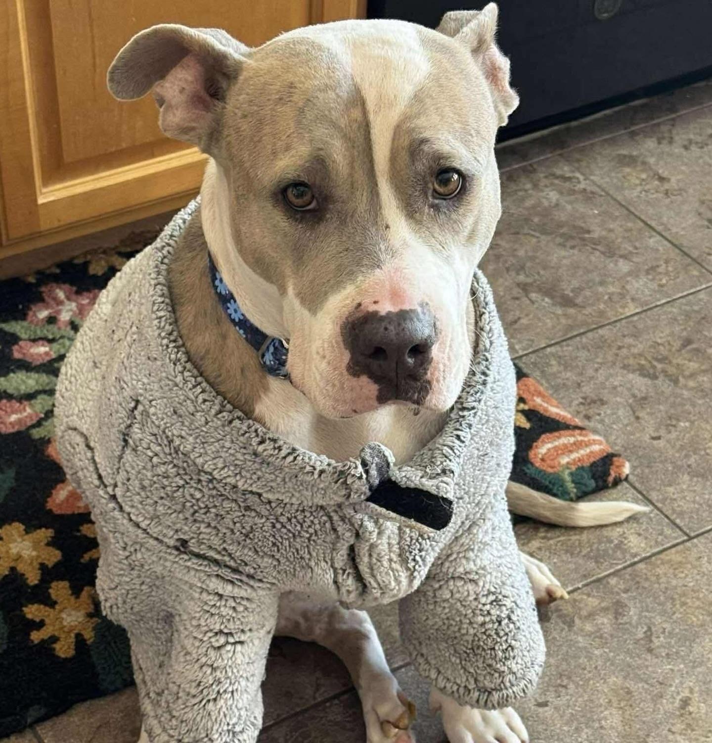 Masiel, a ADOPTABLE American Staffordshire Terrier in Salem, NH image 2/6