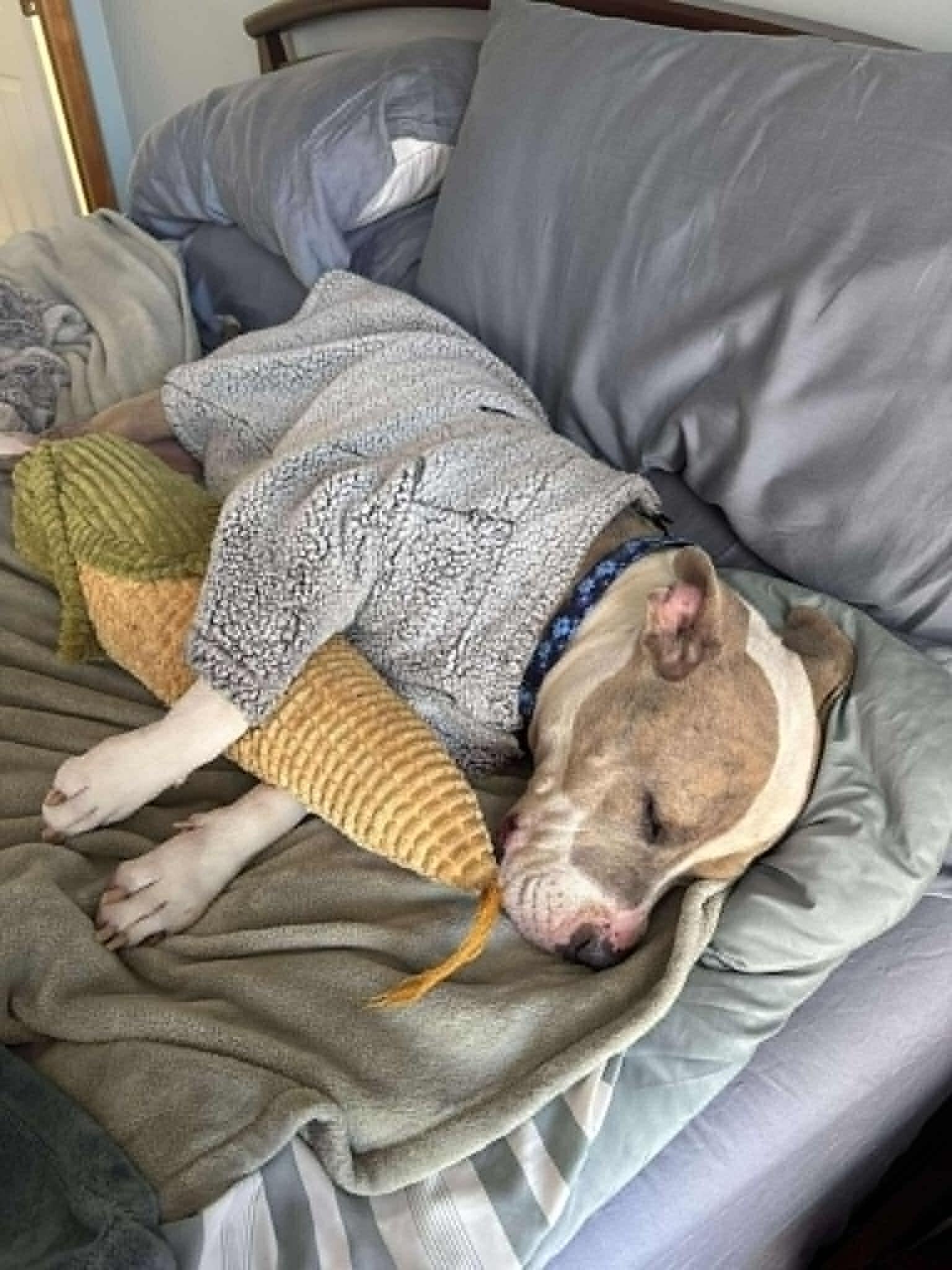 Masiel, a ADOPTABLE American Staffordshire Terrier in Salem, NH image 4/6