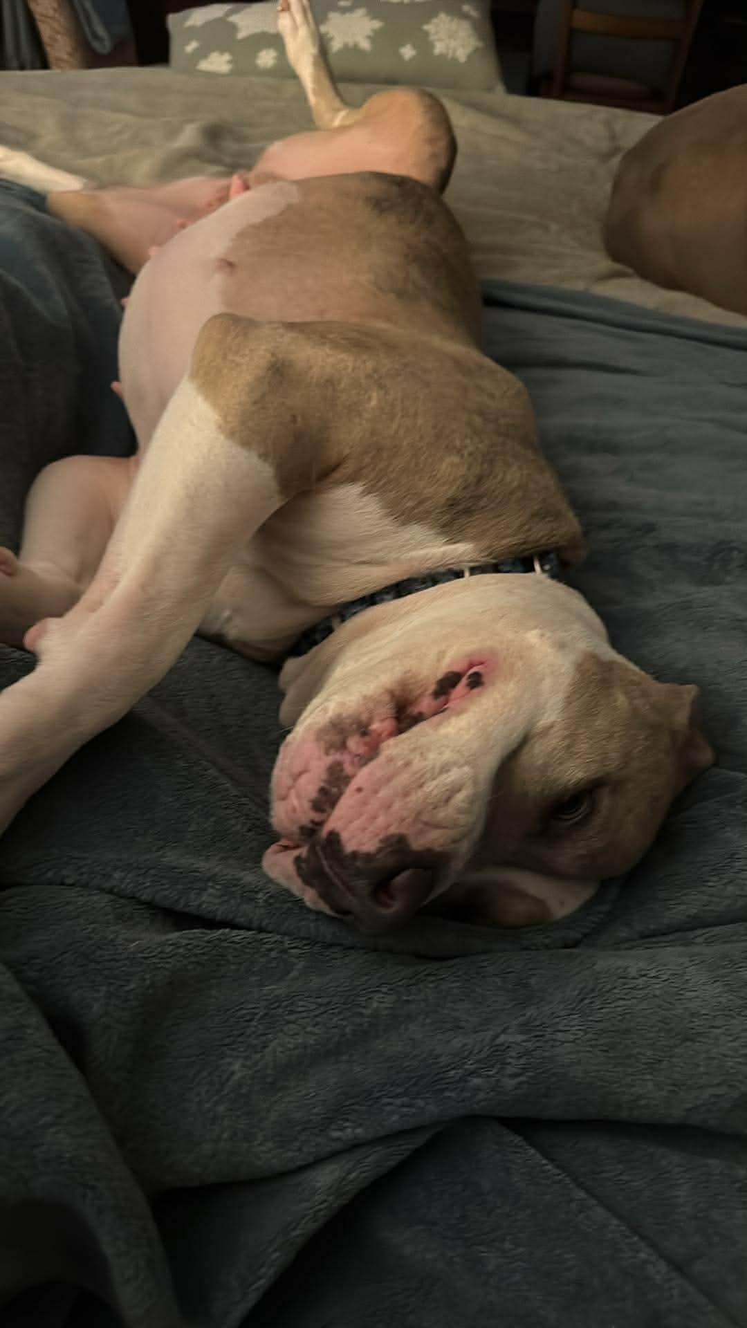 Masiel, a ADOPTABLE American Staffordshire Terrier in Salem, NH image 5/6