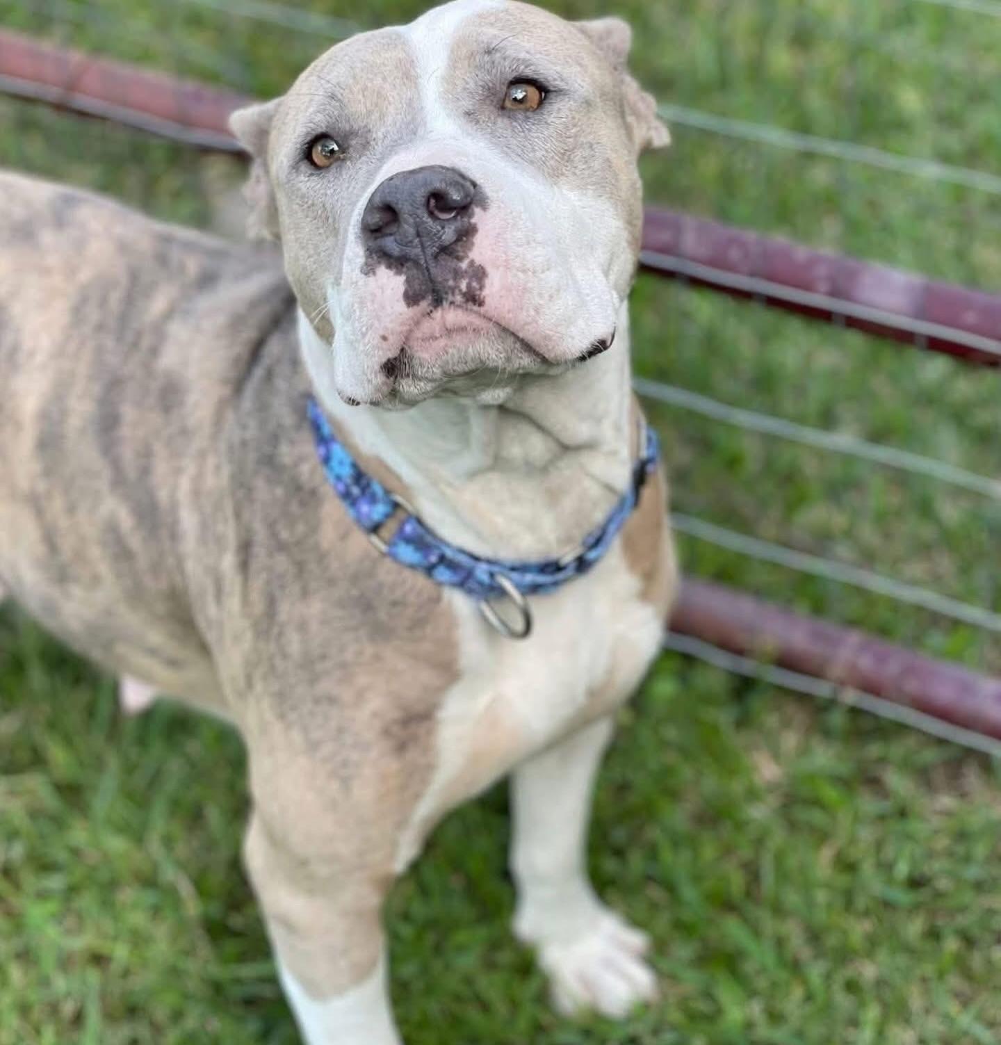 Masiel, ADOPTABLE, Adult Female American Staffordshire Terrier.