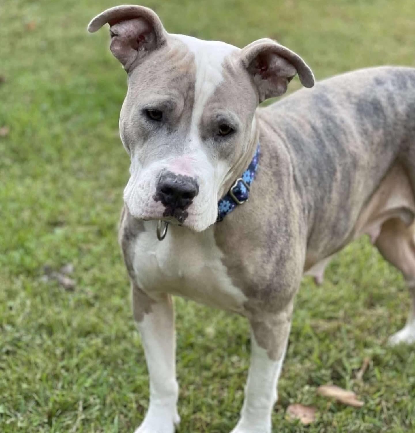 Masiel, a ADOPTABLE American Staffordshire Terrier in Salem, NH image 3/6