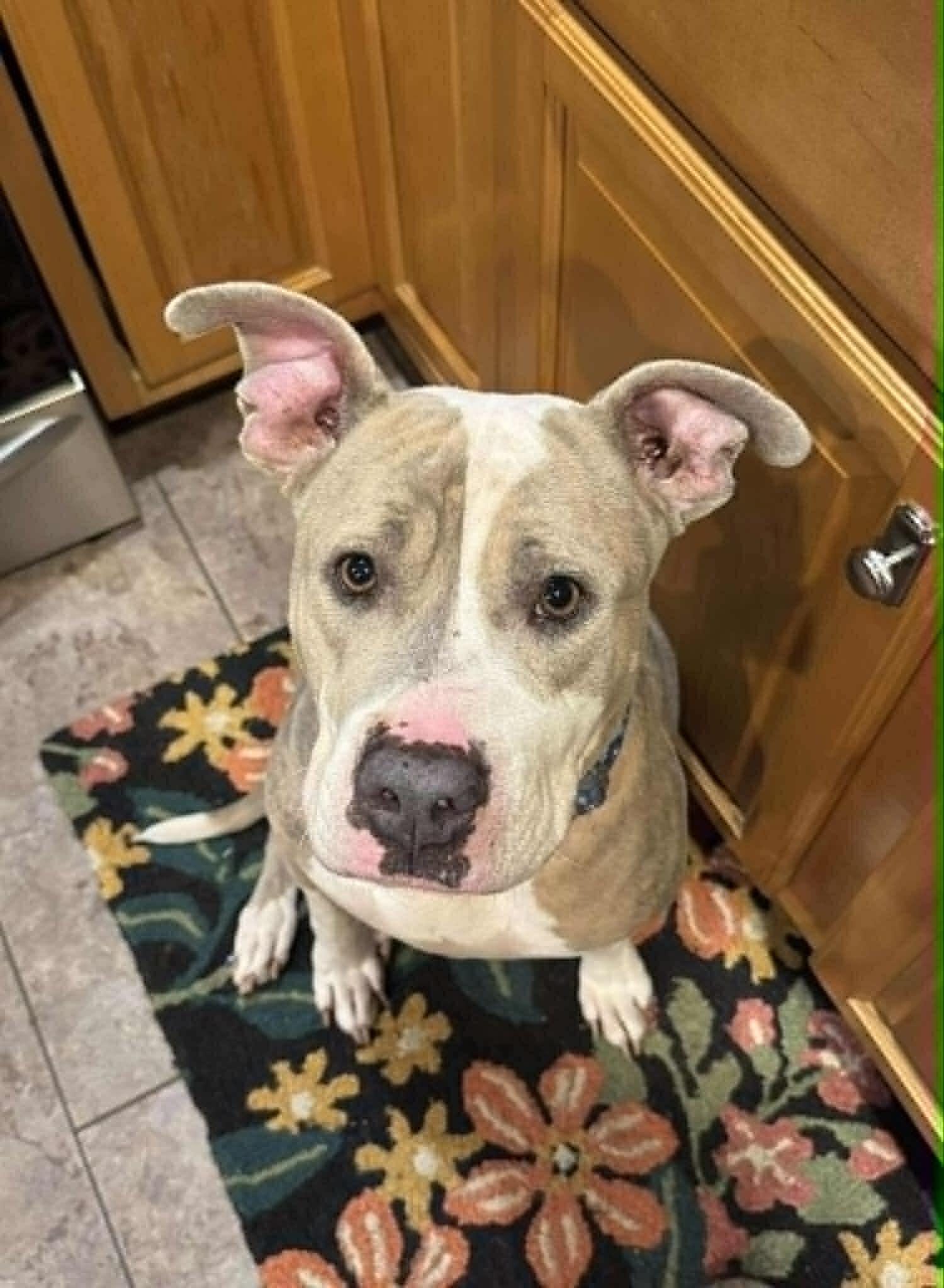 Masiel, a ADOPTABLE American Staffordshire Terrier in Salem, NH image 6/6