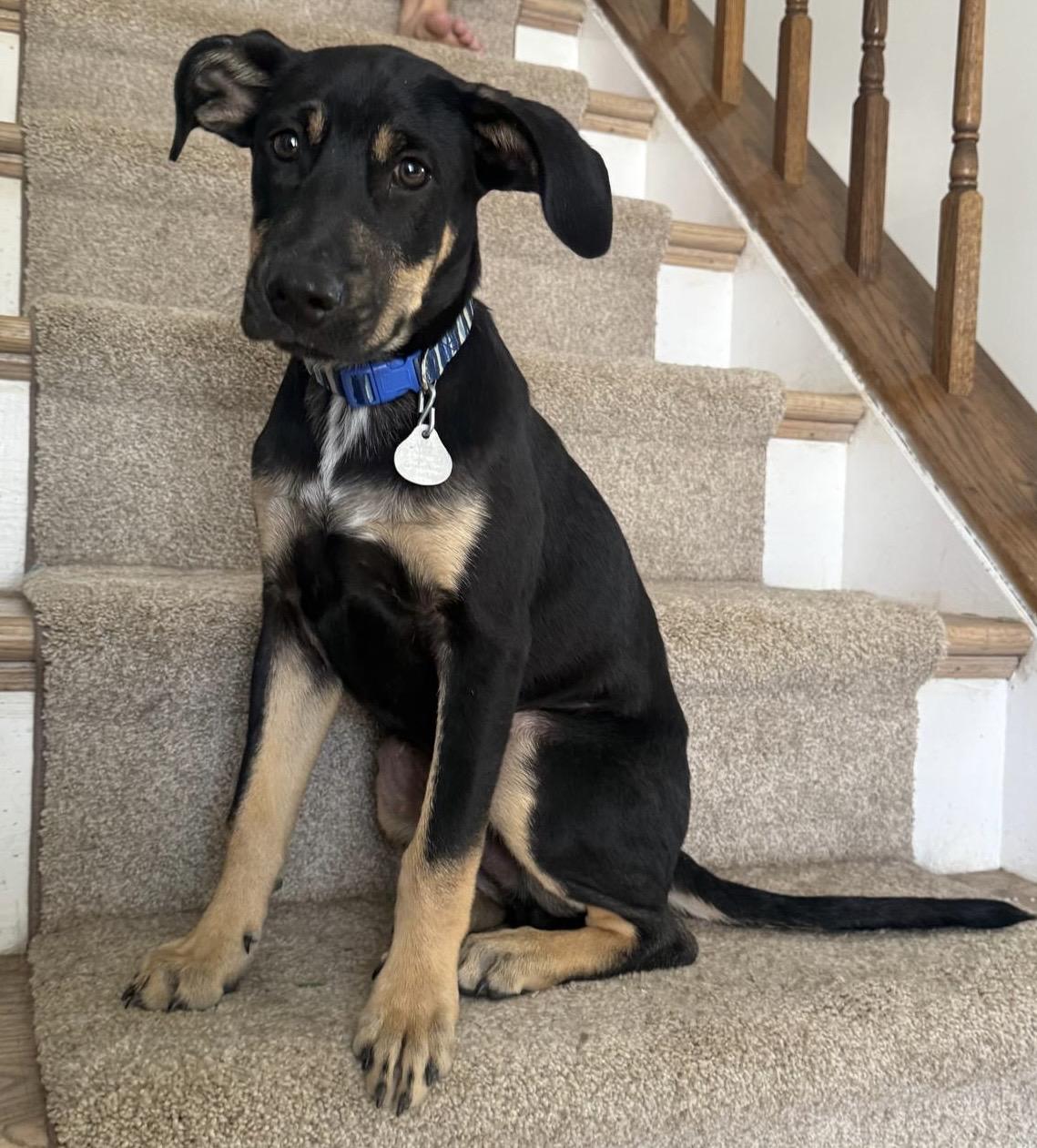 Obi  Litter Featured thumbnail 2