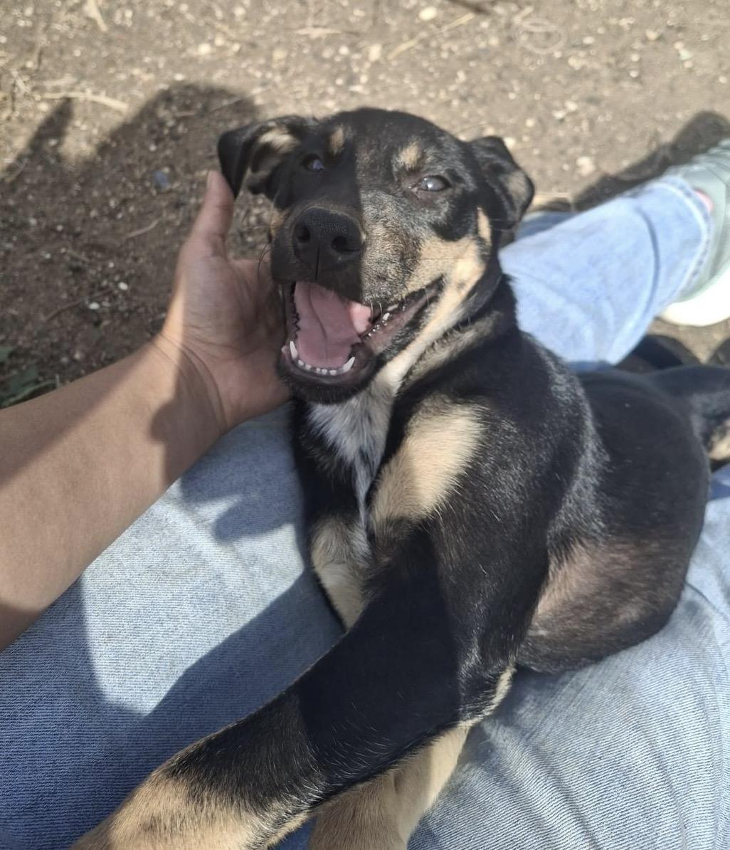 Obi  Litter Featured thumbnail 3