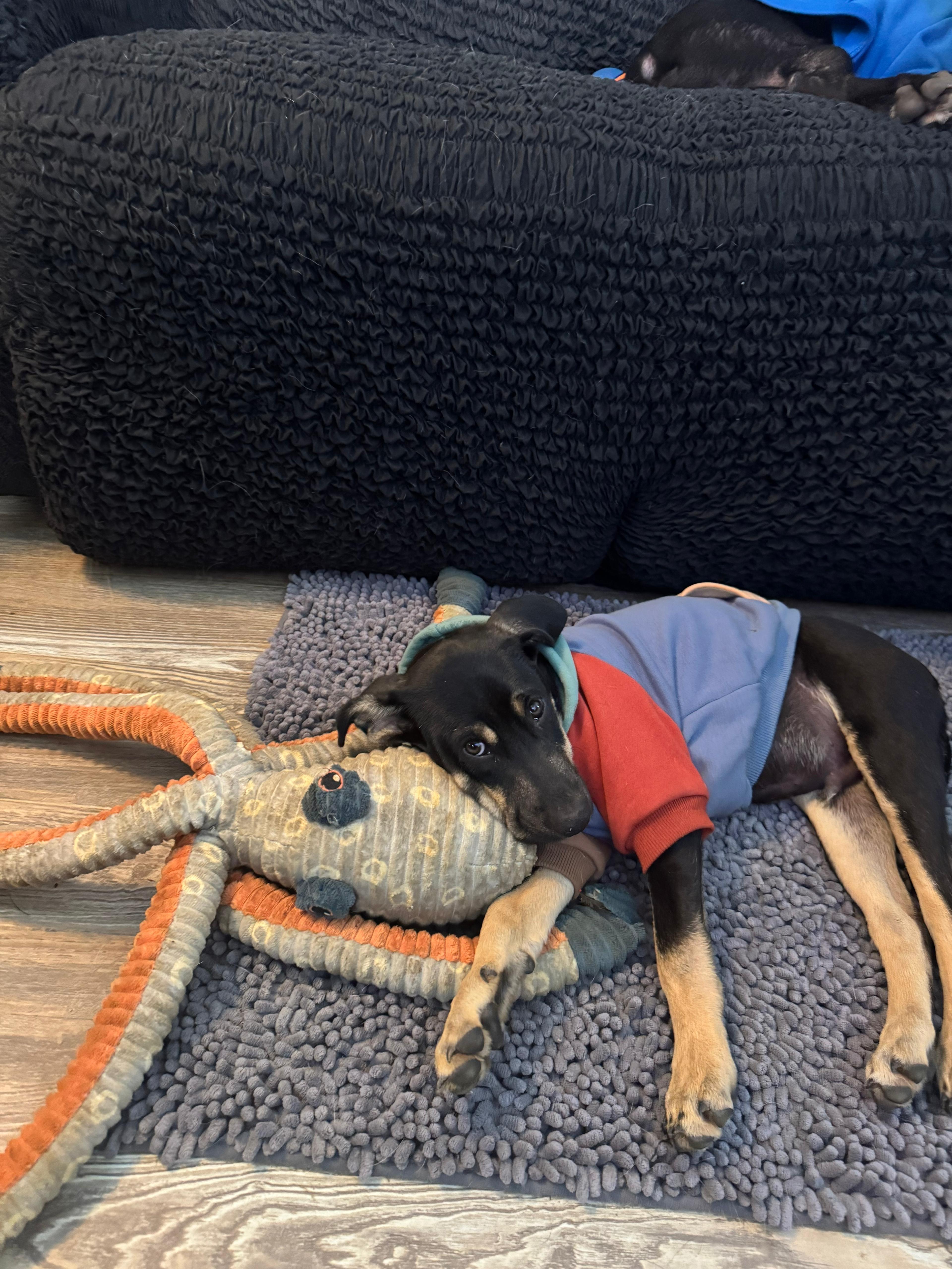 Obi  Litter Featured thumbnail 4