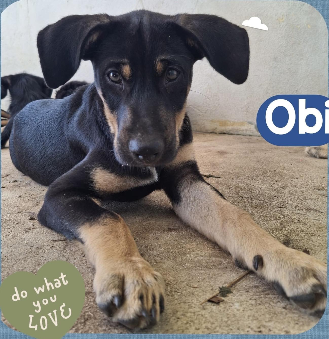 Obi  Litter Featured thumbnail 6