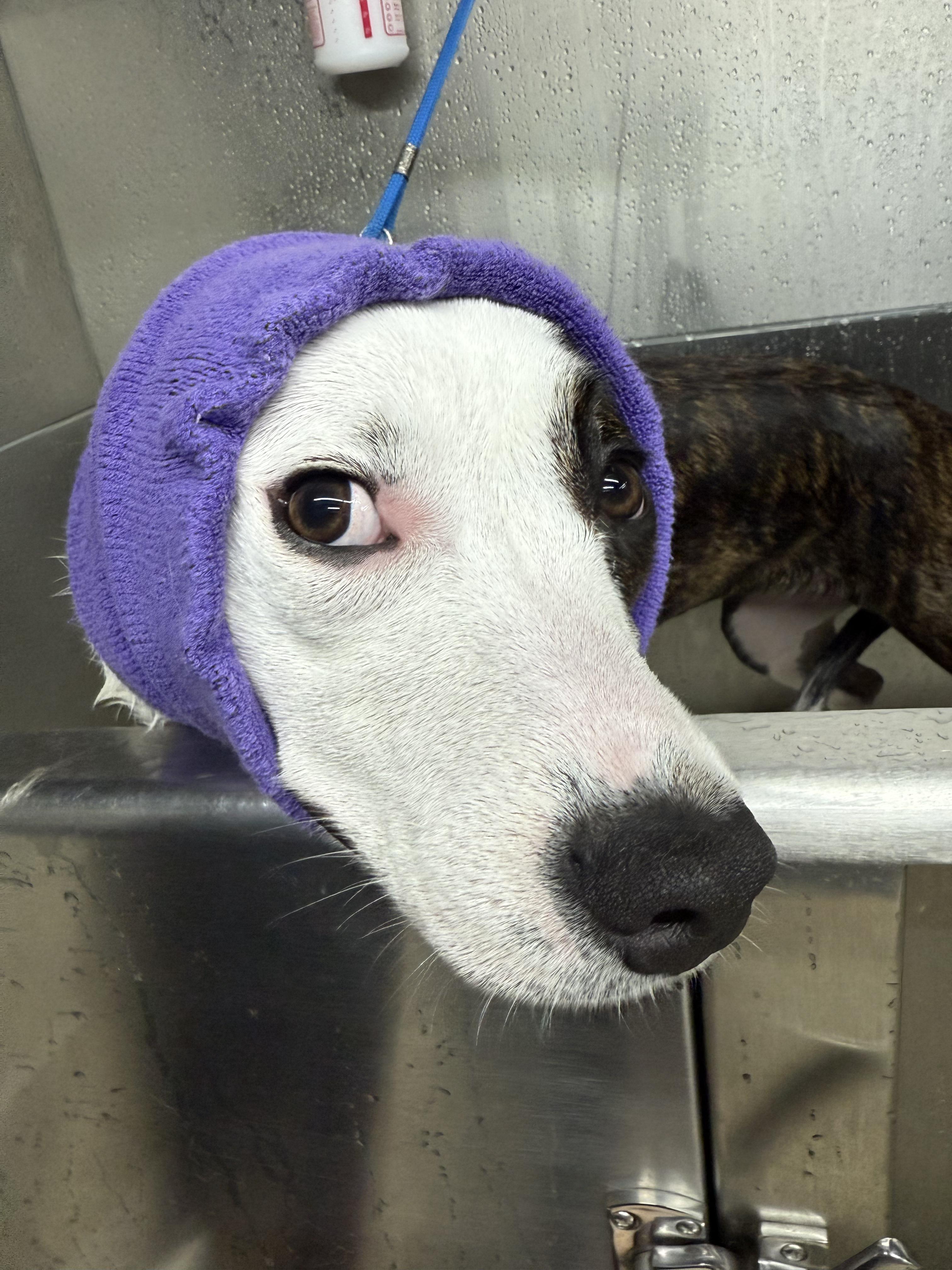 Vada, a ADOPTABLE mixed breed in Mantua, OH image 6/6