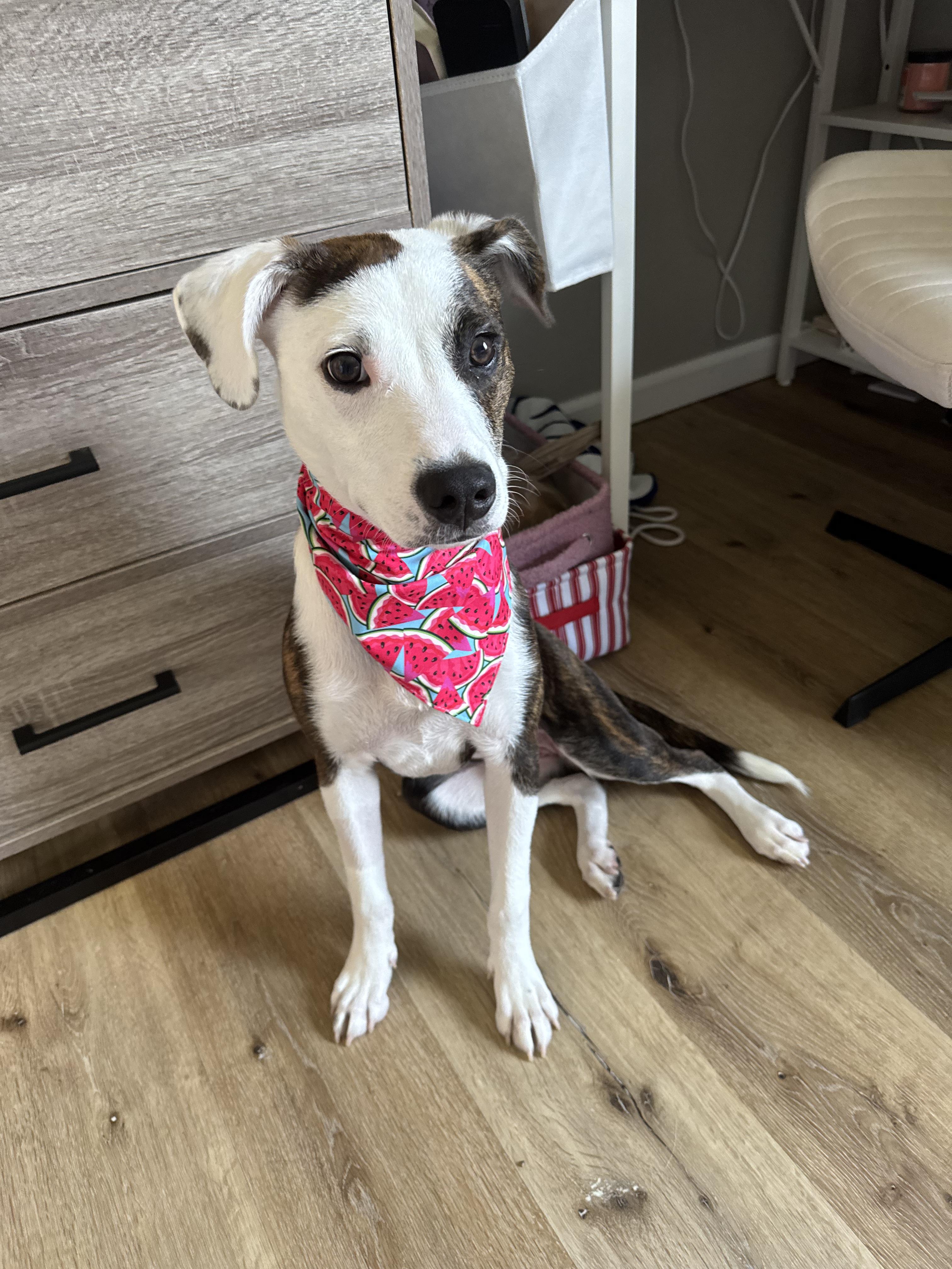 Vada, a ADOPTABLE mixed breed in Mantua, OH image 4/6