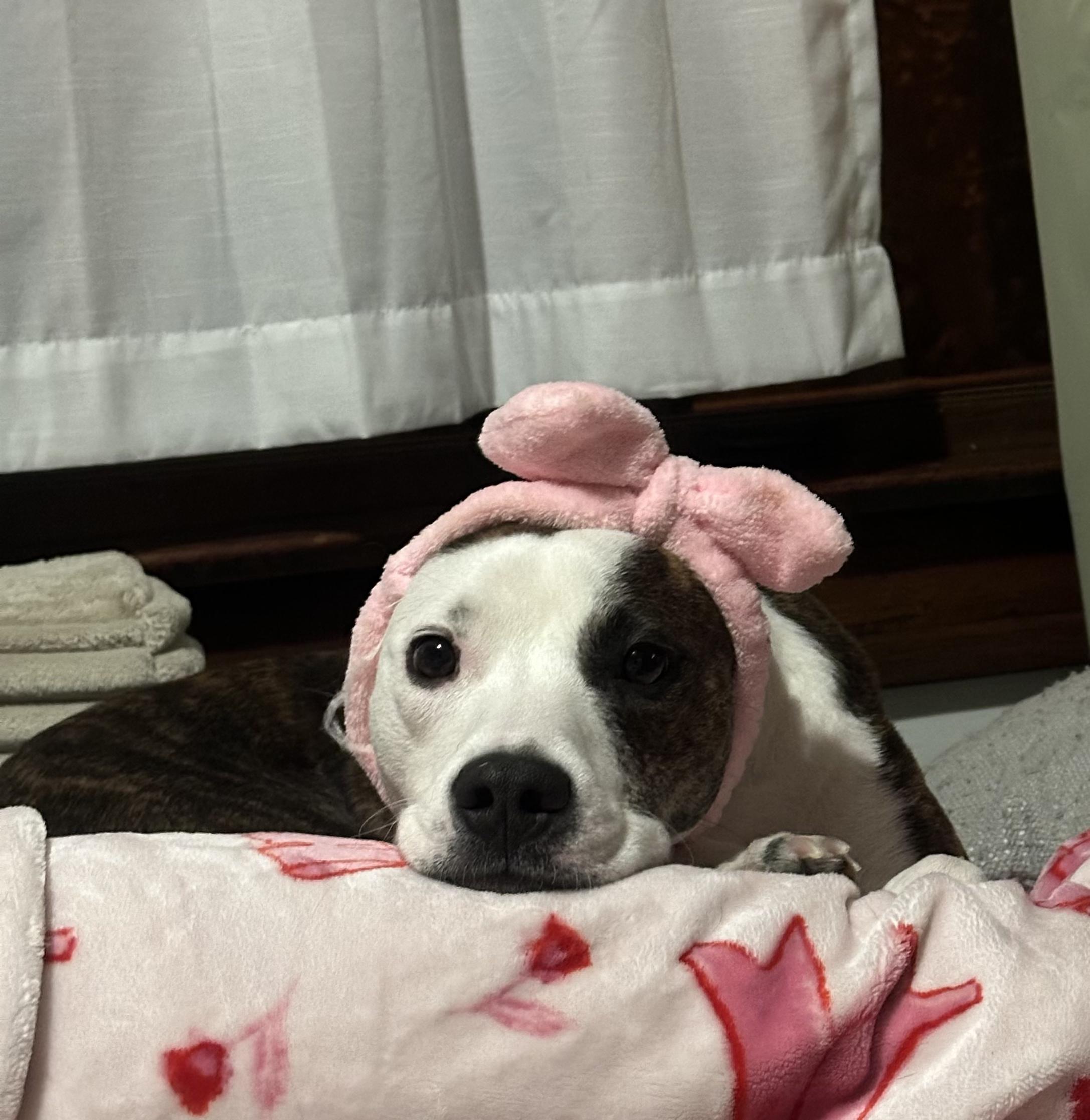 Vada, a ADOPTABLE mixed breed in Mantua, OH image 2/6