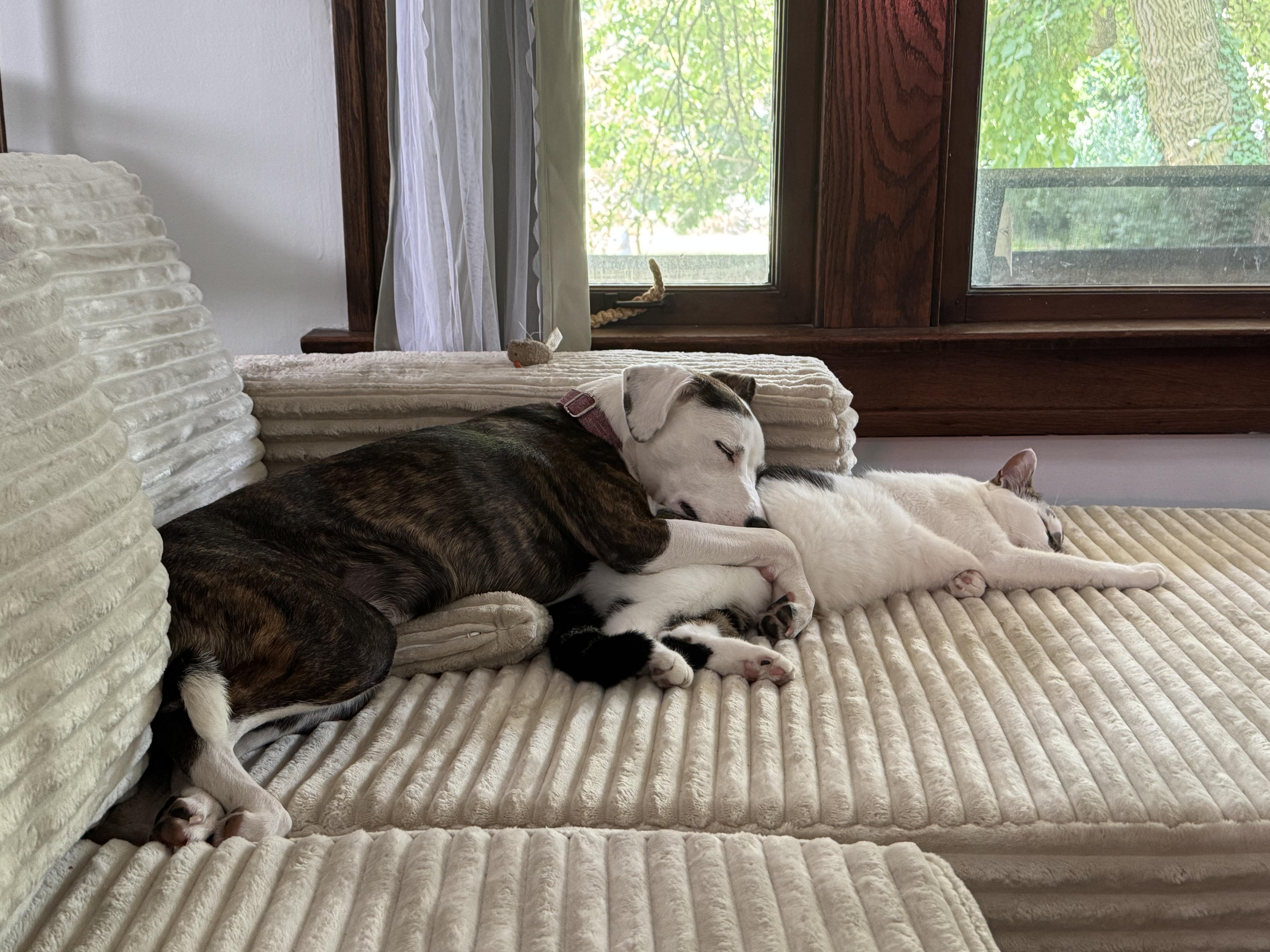 Vada, a ADOPTABLE mixed breed in Mantua, OH image 1/6