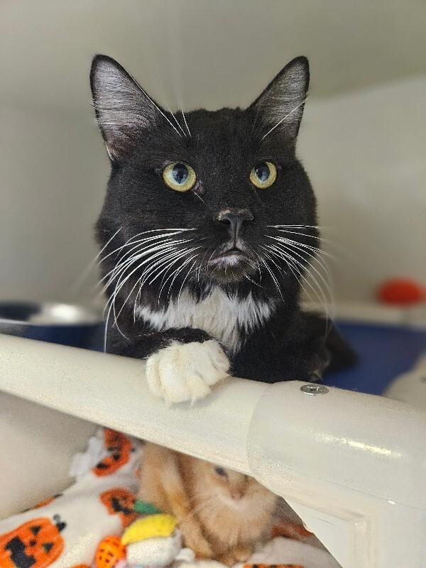 Enlarge Corral, a Adoptable Domestic Medium Hair in Fort Collins, CO image 1/6