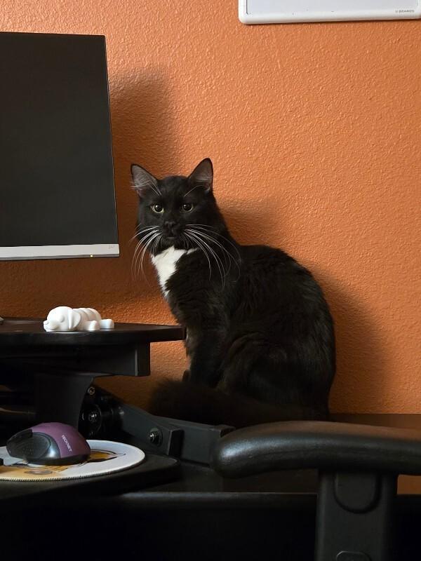 Enlarge Corral, a Adoptable Domestic Medium Hair in Fort Collins, CO image 2/6