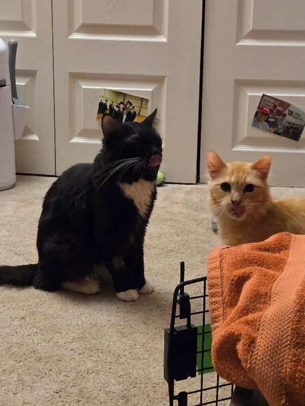 Enlarge Corral, a Adoptable Domestic Medium Hair in Fort Collins, CO image 3/6