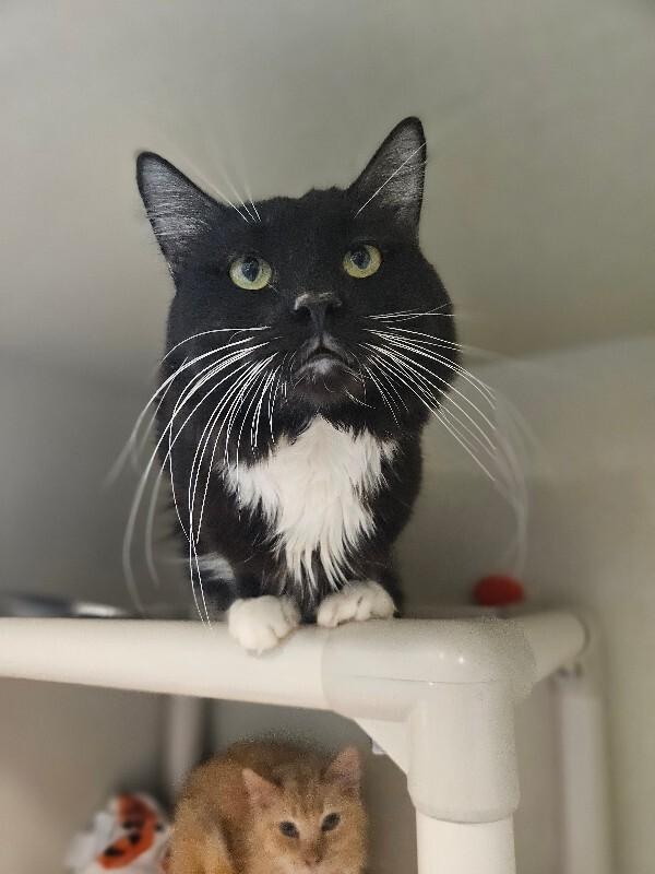 Enlarge Corral, a Adoptable Domestic Medium Hair in Fort Collins, CO image 4/6