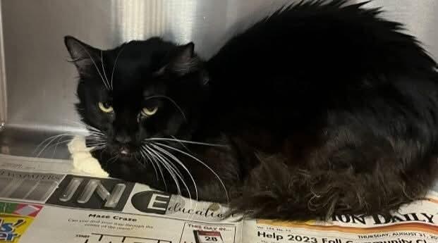 Enlarge Corral, a Adoptable Domestic Medium Hair in Fort Collins, CO image 5/6