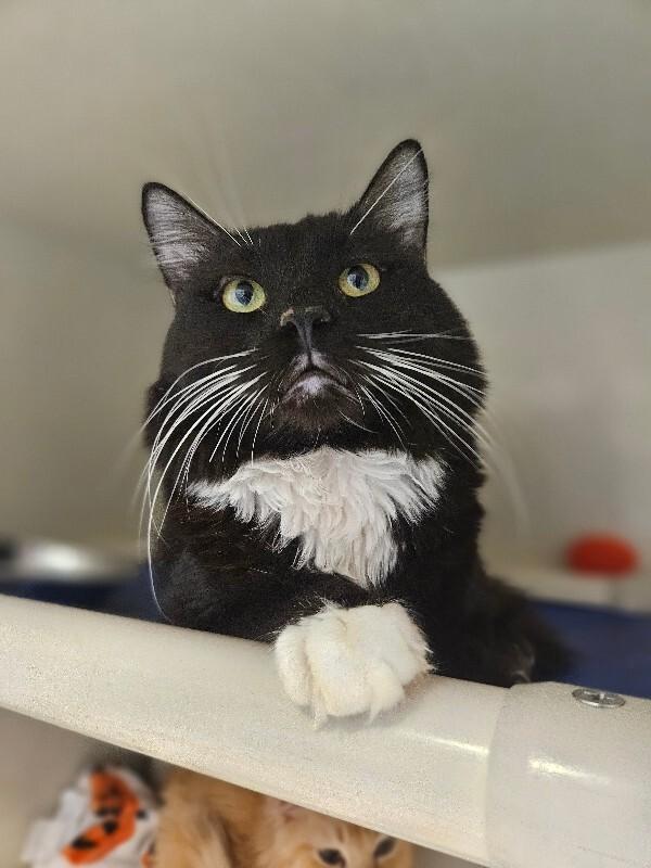 Enlarge Corral, a Adoptable Domestic Medium Hair in Fort Collins, CO image 6/6