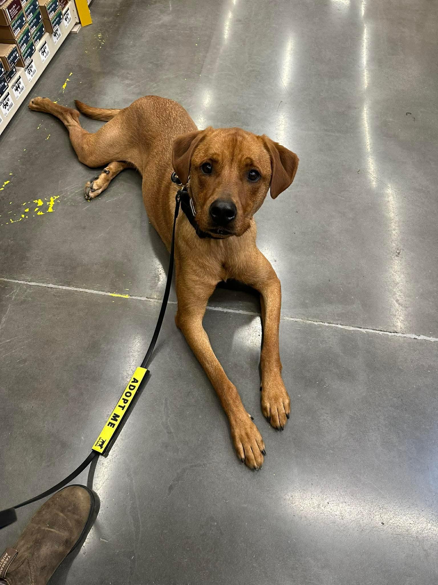 Enlarge Nicholas , a Adoptable mixed breed in Eugene, OR image 3/4