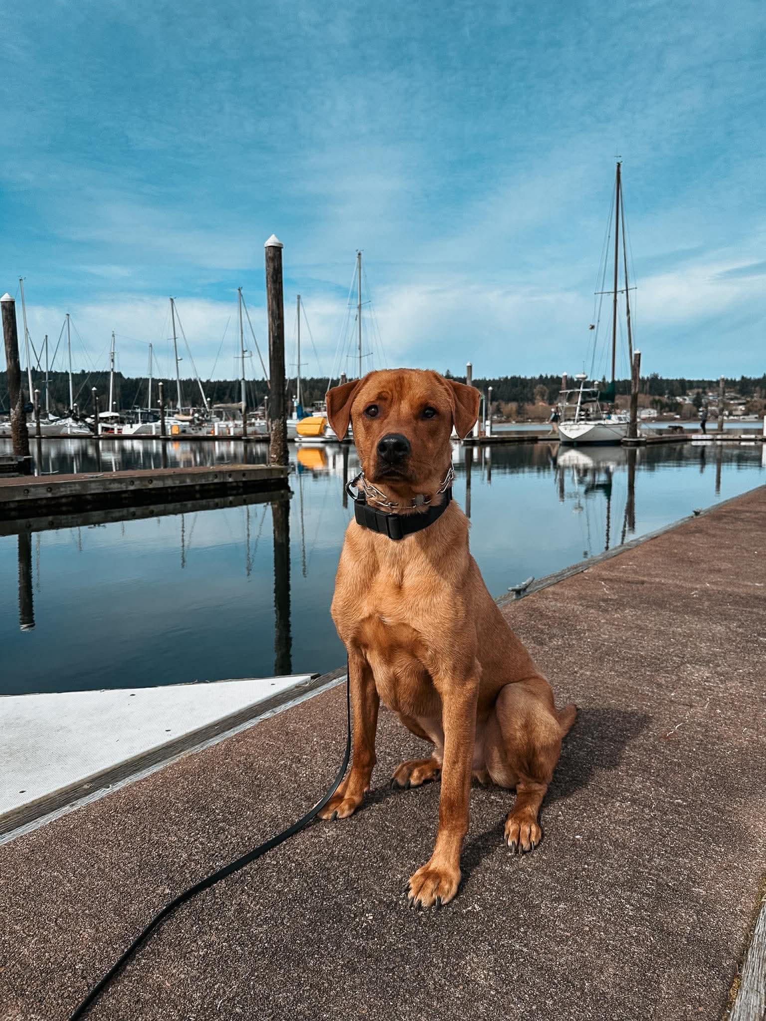 Enlarge Nicholas , a Adoptable mixed breed in Eugene, OR image 1/4