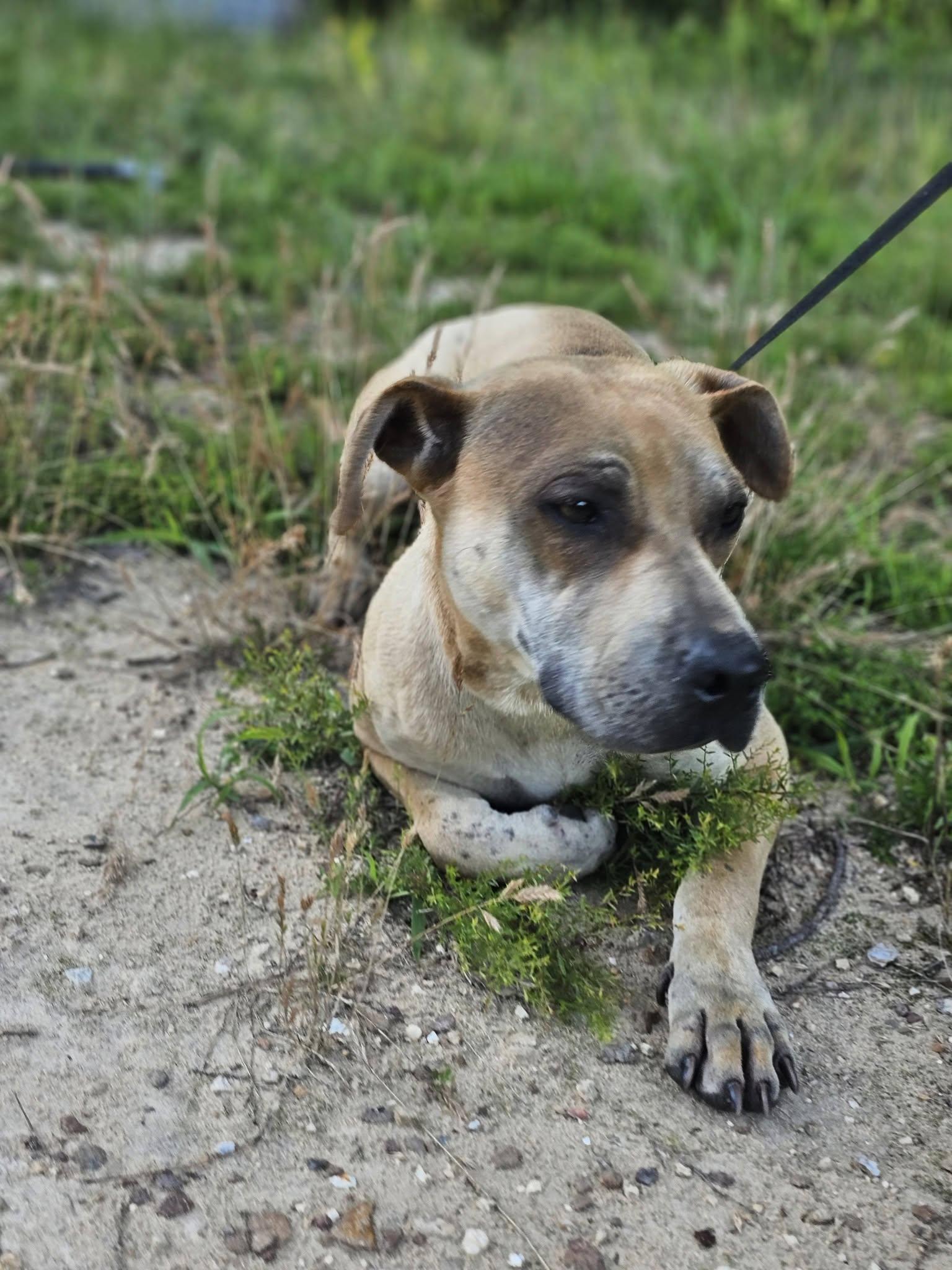 Dandi, a ADOPTABLE Bulldog in Fort Payne, AL image 2/5