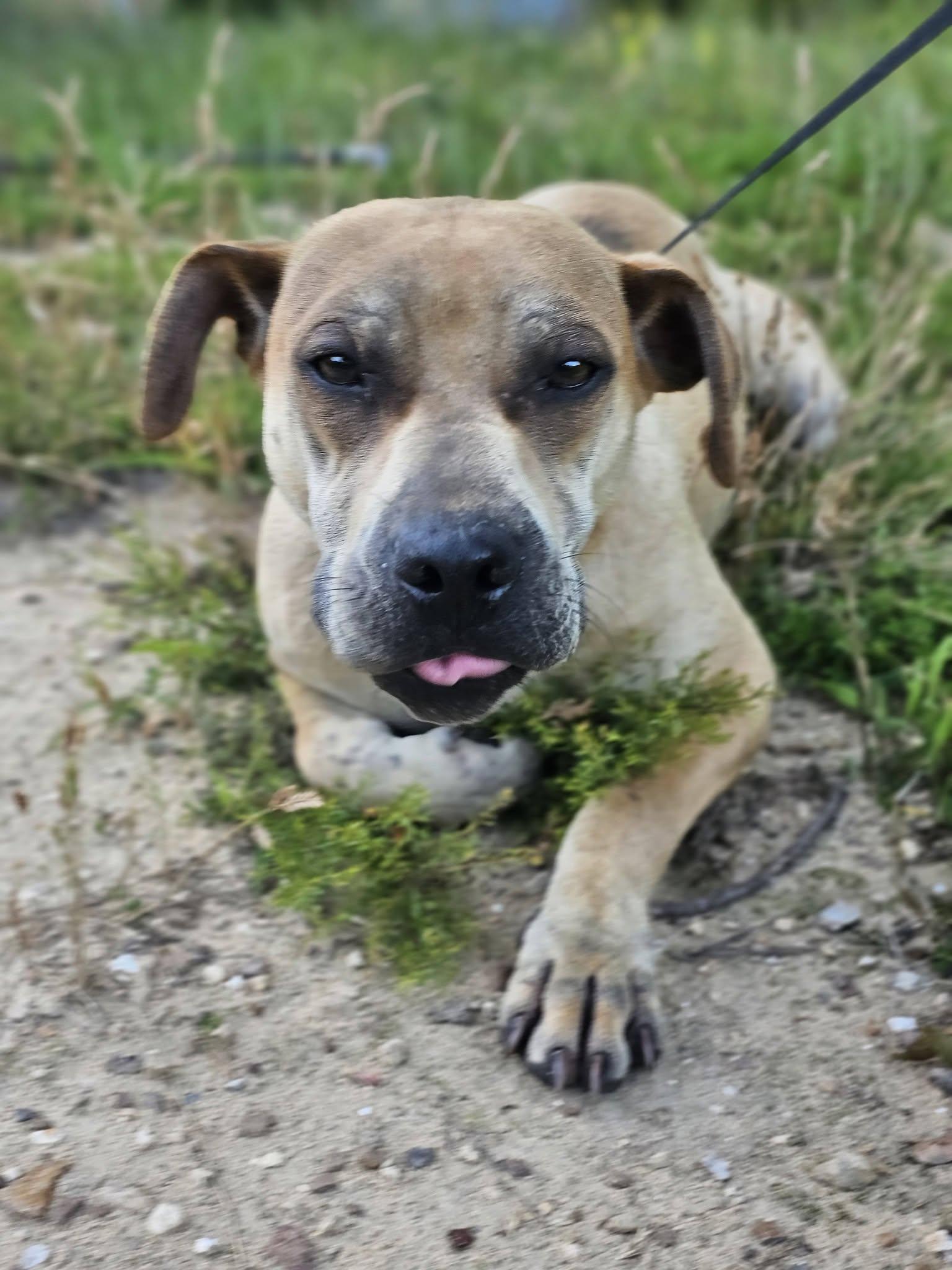 Dandi, a ADOPTABLE Bulldog in Fort Payne, AL image 5/5