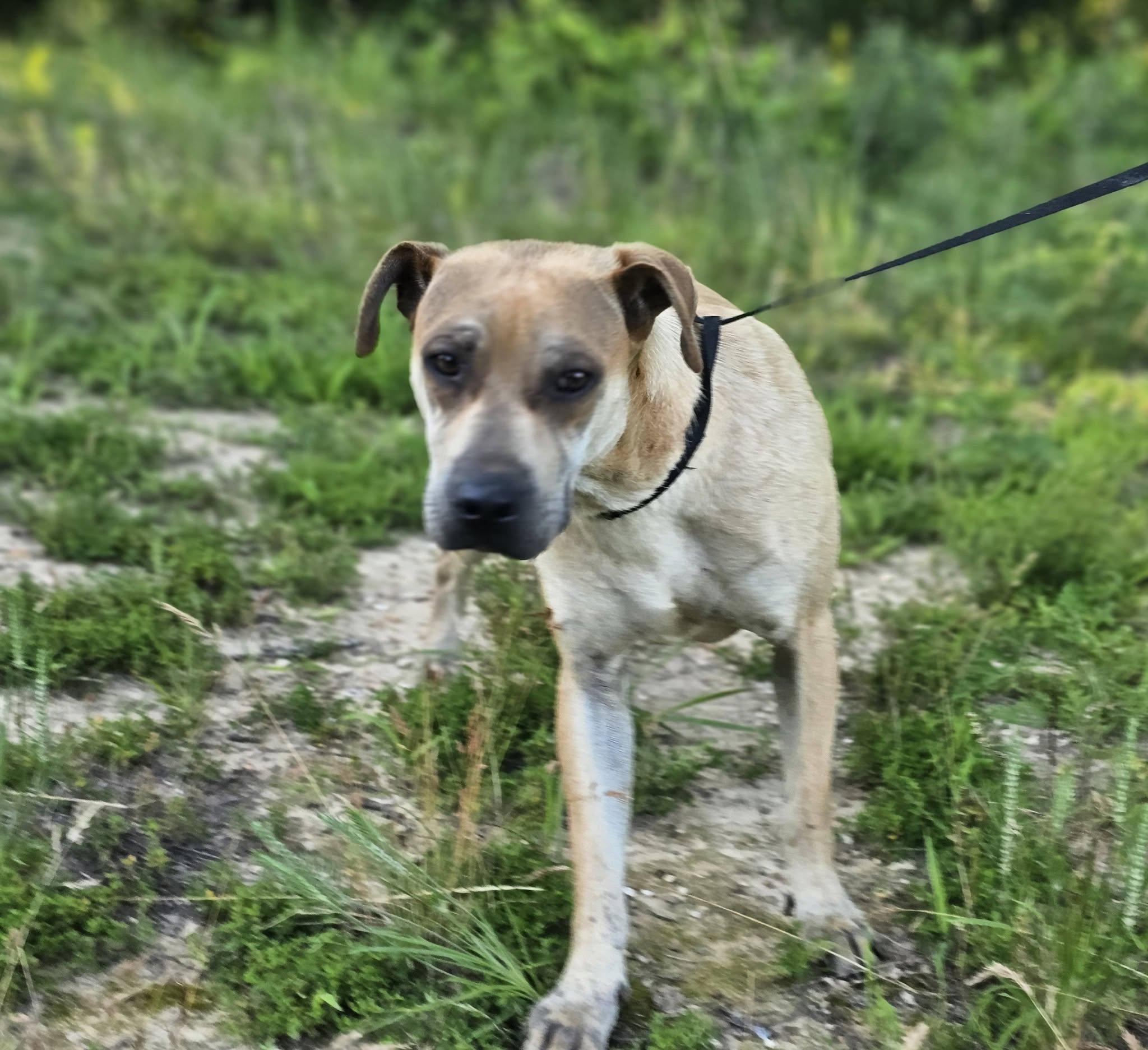 Dandi, a ADOPTABLE Bulldog in Fort Payne, AL image 4/5