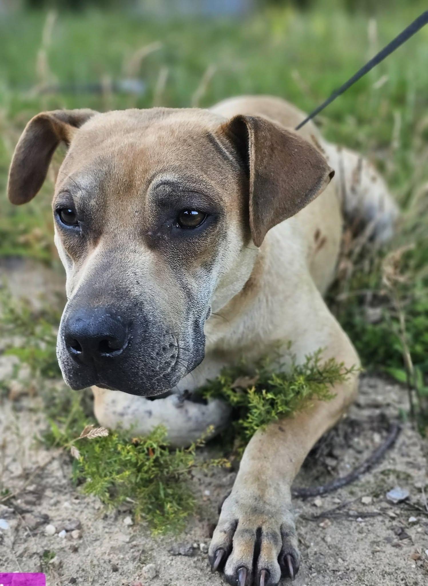 Dandi, ADOPTABLE, Adult Female Bulldog.