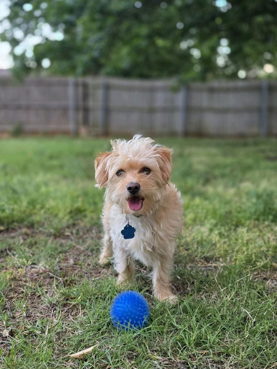 Mesquite, a Adoptable mixed breed in Broken Arrow, OK image 1/3
