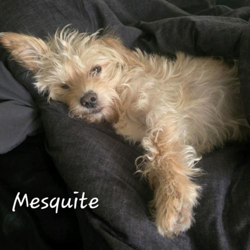 Mesquite, Adoptable, Young Male Maltese & Mixed Breed.