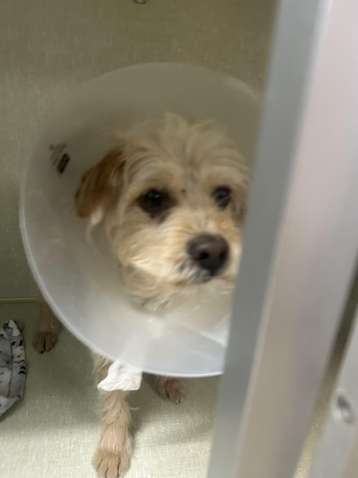 Enlarge Mesquite, a Adoptable mixed breed in Broken Arrow, OK image 1/3