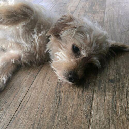 Mesquite, Adoptable, Young Male Maltese & Mixed Breed.