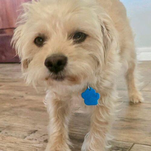 Enlarge Mesquite, a Adoptable mixed breed in Broken Arrow, OK image 3/3