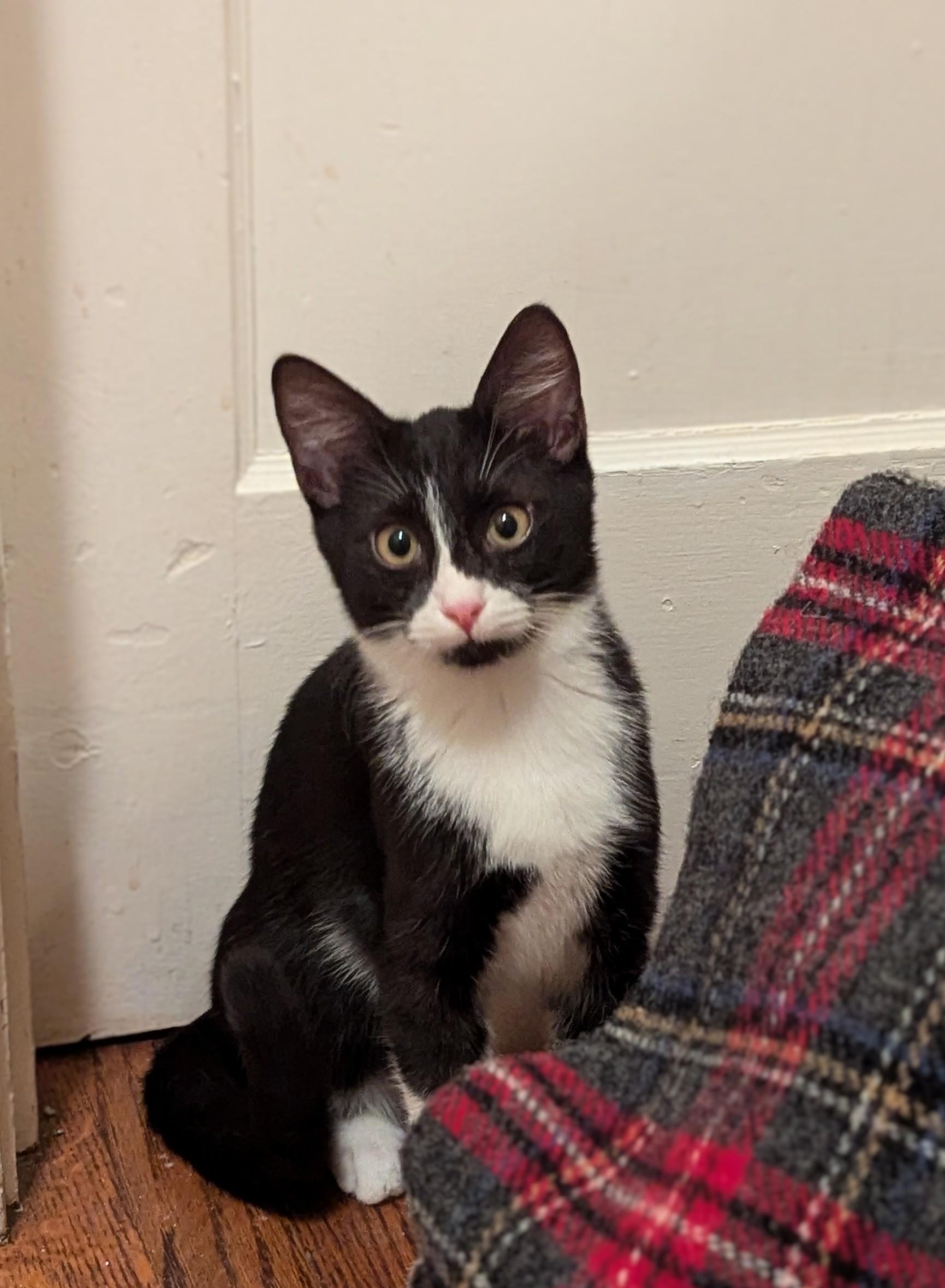 SPANKY, Young Male unknown