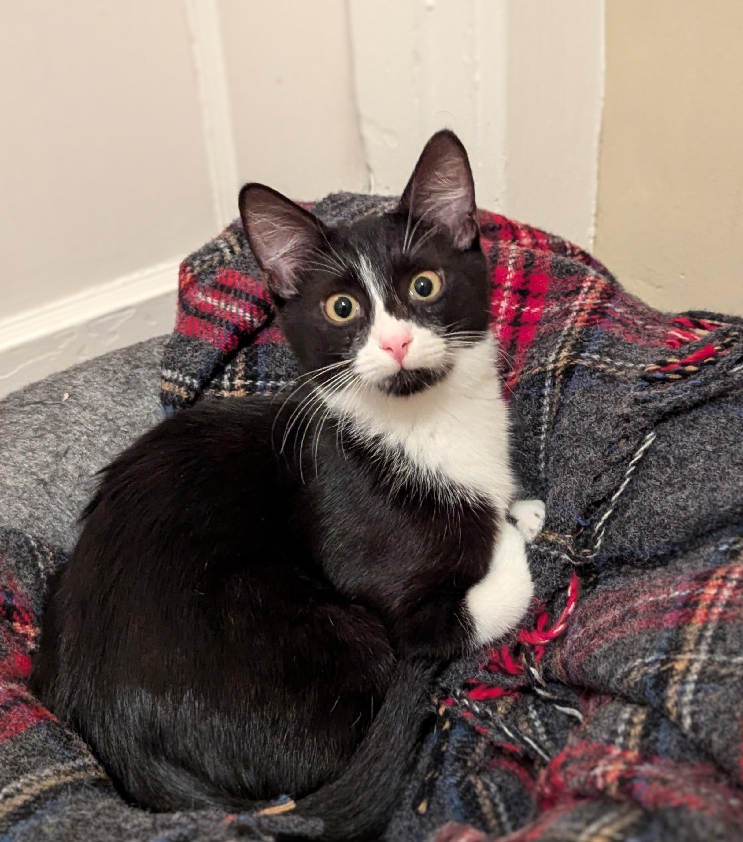 SPANKY, an adoptable Domestic Short Hair in Homewood, AL, 35209 | Photo Image 2