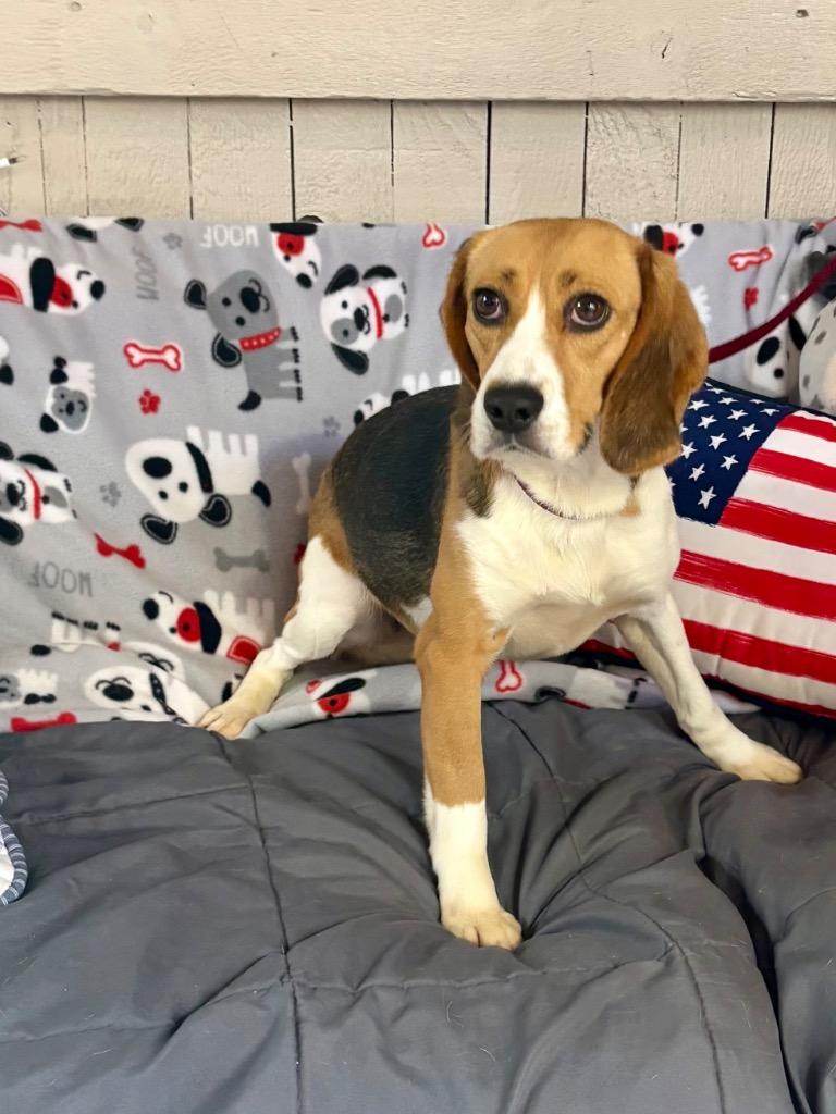 Enlarge Lady Bird, a Adoptable Beagle in Fort Worth, TX image 1/1