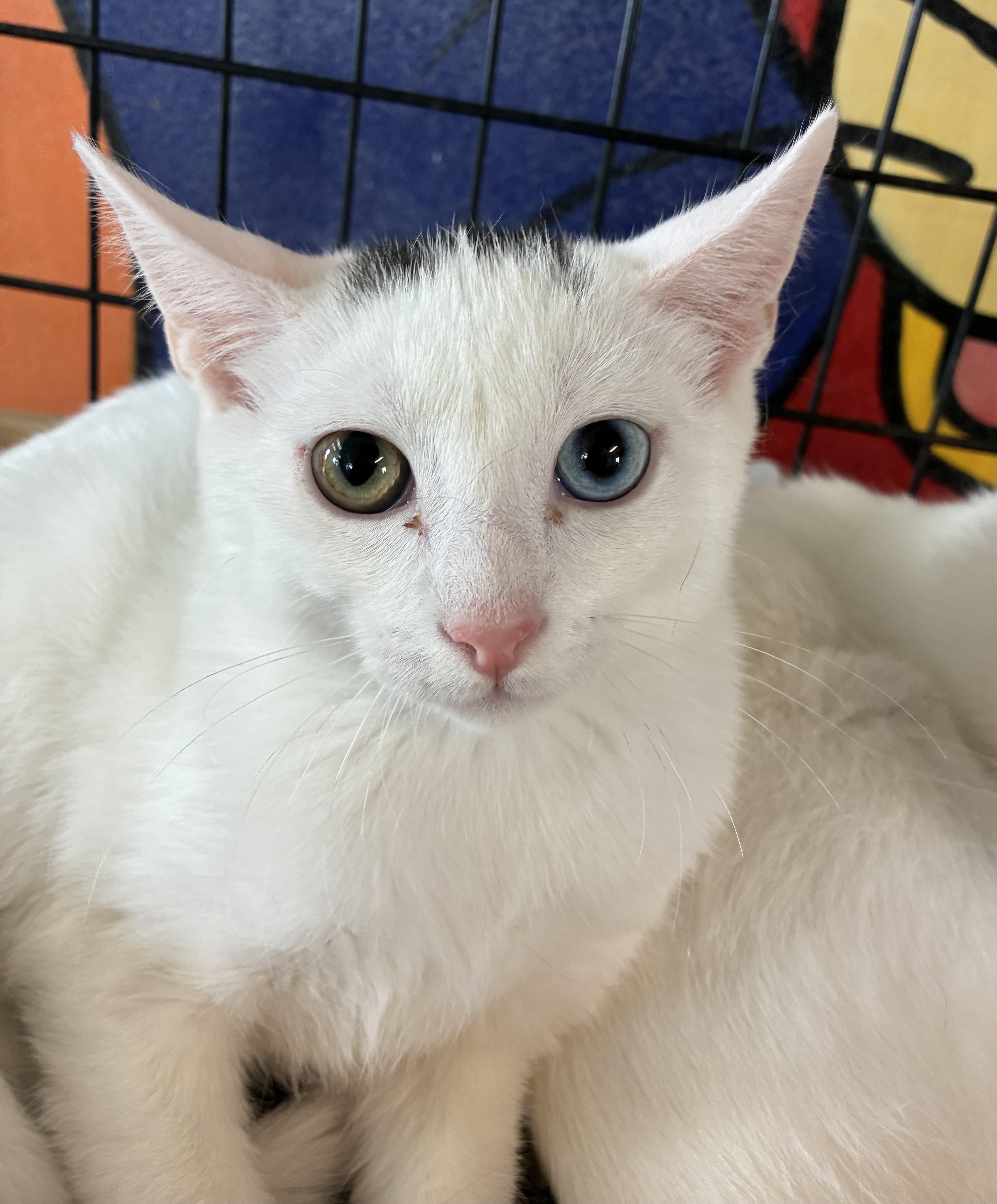Enlarge Marbles, a ADOPTABLE Domestic Short Hair in Breinigsville, PA image 2/2