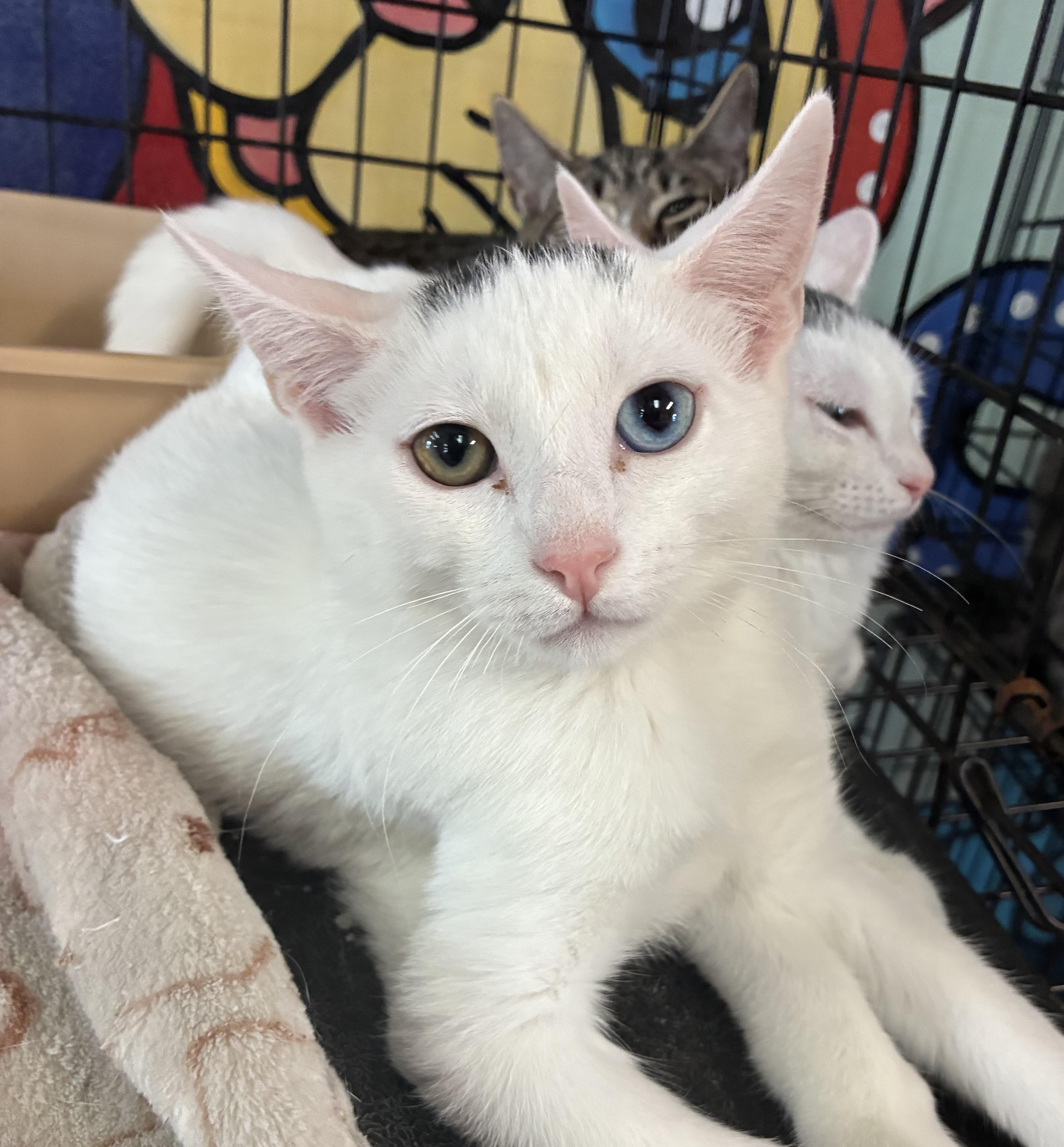Enlarge Marbles, a ADOPTABLE Domestic Short Hair in Breinigsville, PA image 1/2