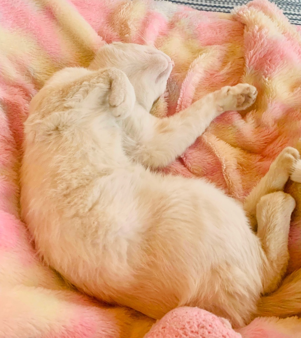 Enlarge Finn, a Adopted Domestic Short Hair in WOODSTOCK, ON image 1/10