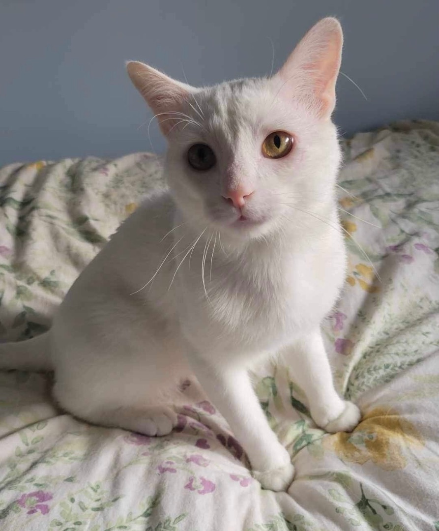 Enlarge Finn, a Adopted Domestic Short Hair in WOODSTOCK, ON image 2/10