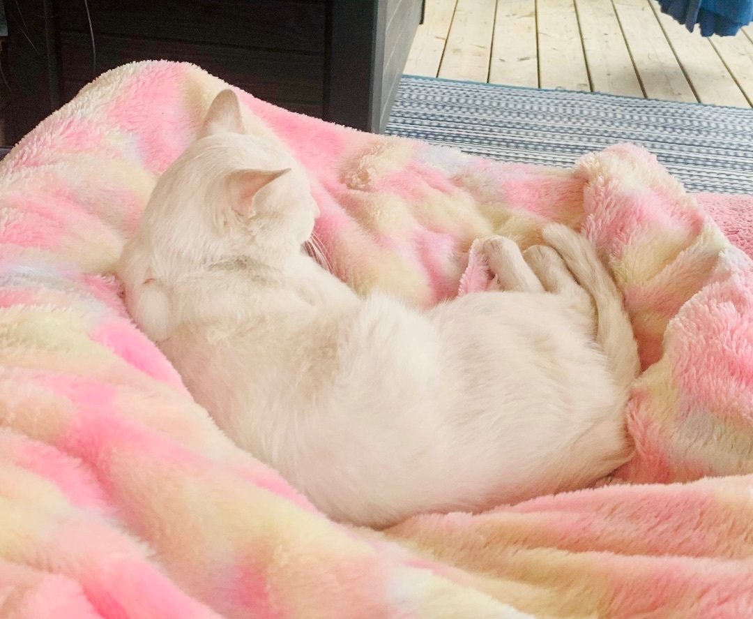 Enlarge Finn, a Adopted Domestic Short Hair in WOODSTOCK, ON image 3/10