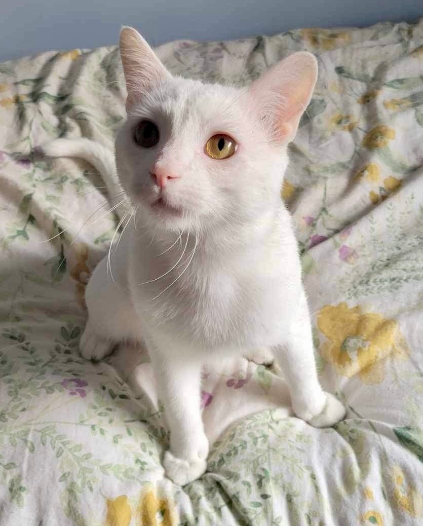 Enlarge Finn, a Adopted Domestic Short Hair in WOODSTOCK, ON image 5/10