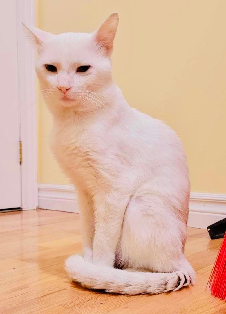 Enlarge Finn, a Adopted Domestic Short Hair in WOODSTOCK, ON image 6/10