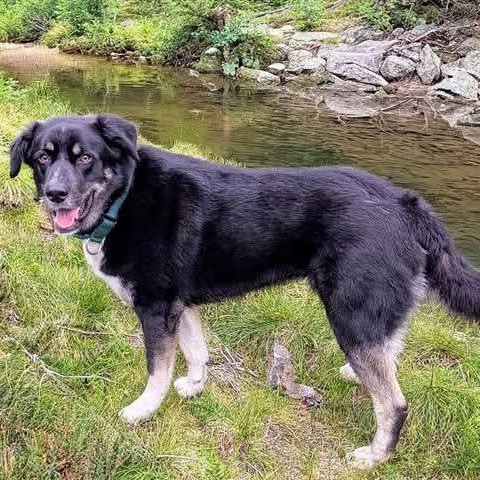 Enlarge Romondo, a ADOPTABLE mixed breed in Tacoma, WA image 2/6