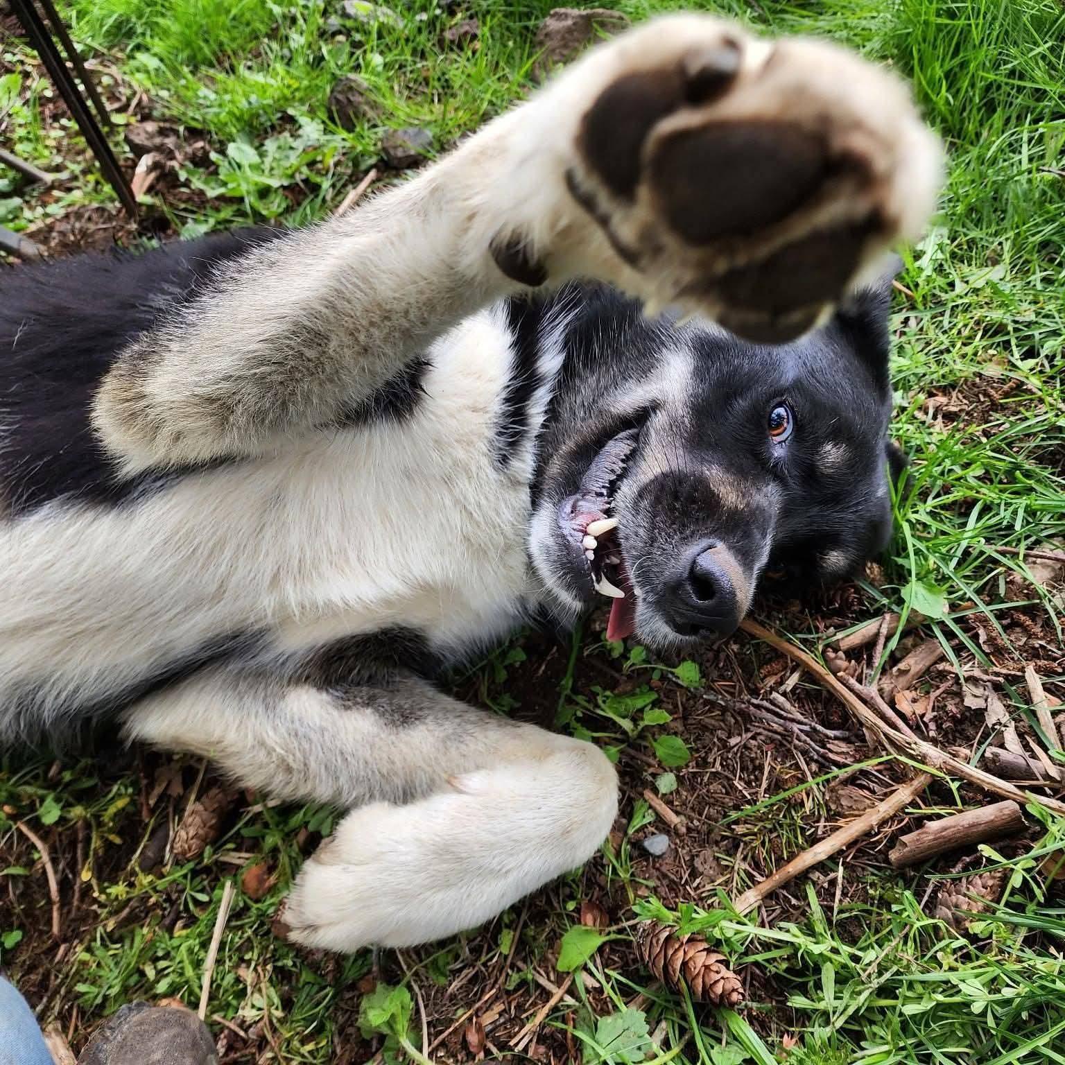 Enlarge Romondo, a ADOPTABLE mixed breed in Tacoma, WA image 3/6