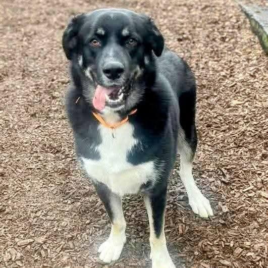 Enlarge Romondo, a ADOPTABLE mixed breed in Tacoma, WA image 1/6