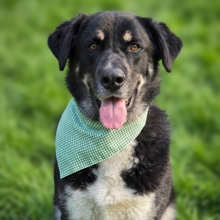 Enlarge Romondo, a ADOPTABLE mixed breed in Tacoma, WA image 1/6