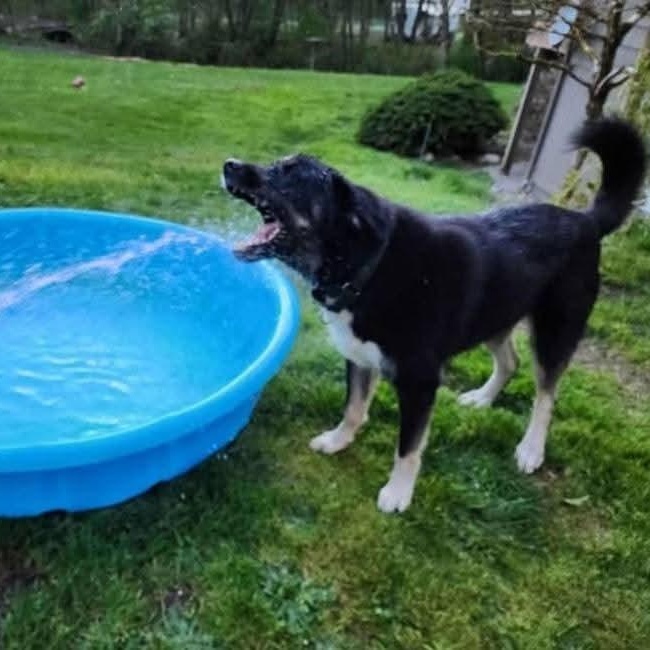Enlarge Romondo, a ADOPTABLE mixed breed in Tacoma, WA image 5/6