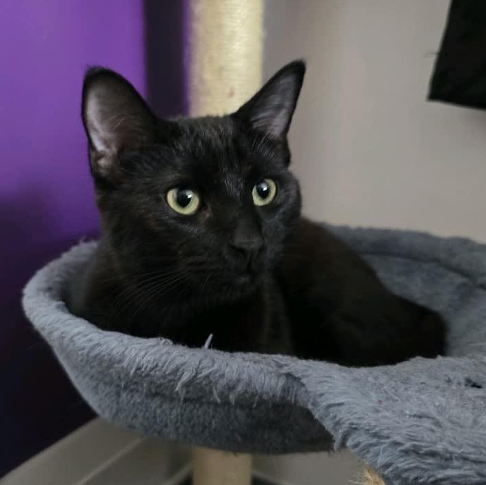 Girly, a Adoptable Domestic Short Hair in Lemont, IL image 2/6