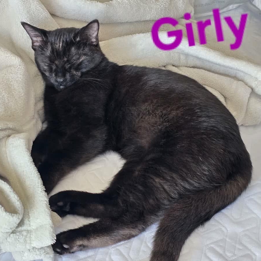 Girly, a Adoptable Domestic Short Hair in Lemont, IL image 3/6