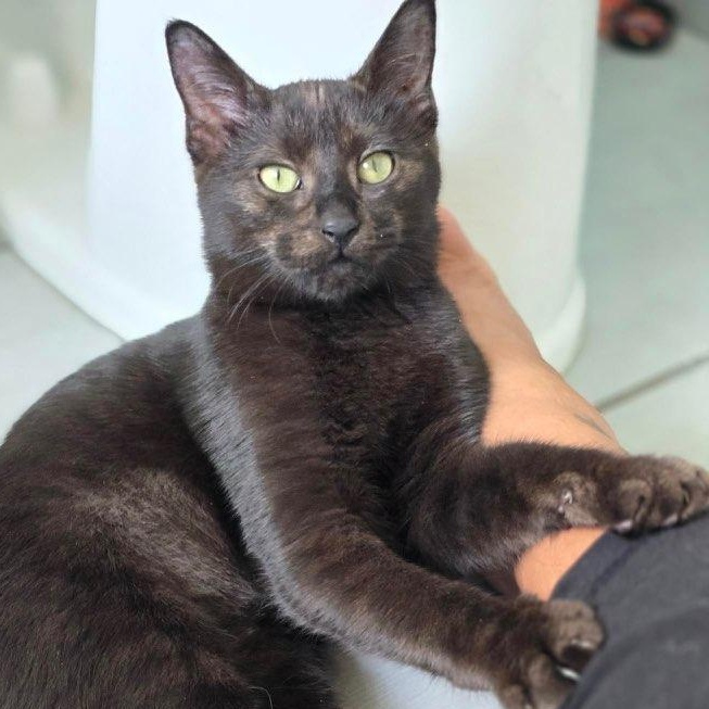 Girly, a Adoptable Domestic Short Hair in Lemont, IL image 1/6