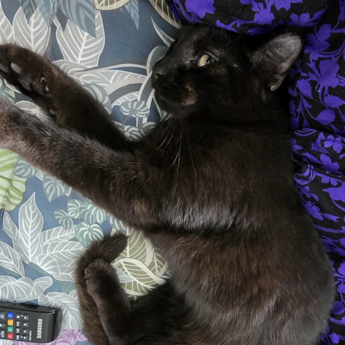 Girly, a Adoptable Domestic Short Hair in Lemont, IL image 5/6